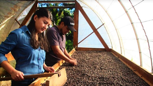 Un vistazo a la producción de cafés especiales en Honduras